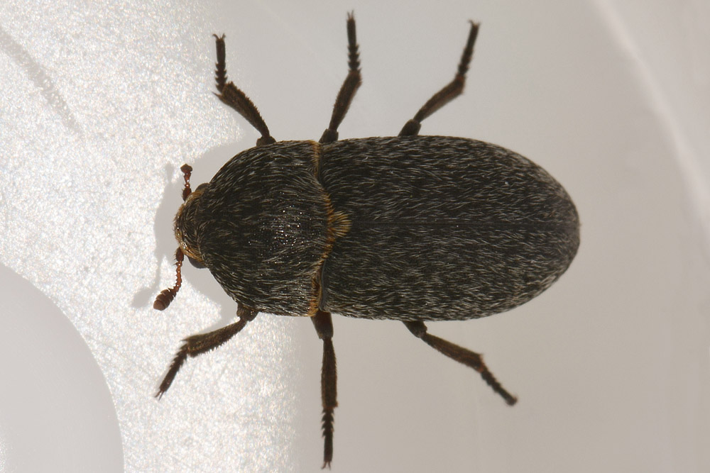 Dermestes laniarius (Dermestidae)